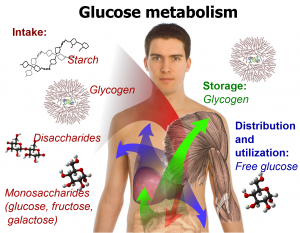  metabolism